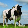 Cattle Memory Match 3 cattle memory match